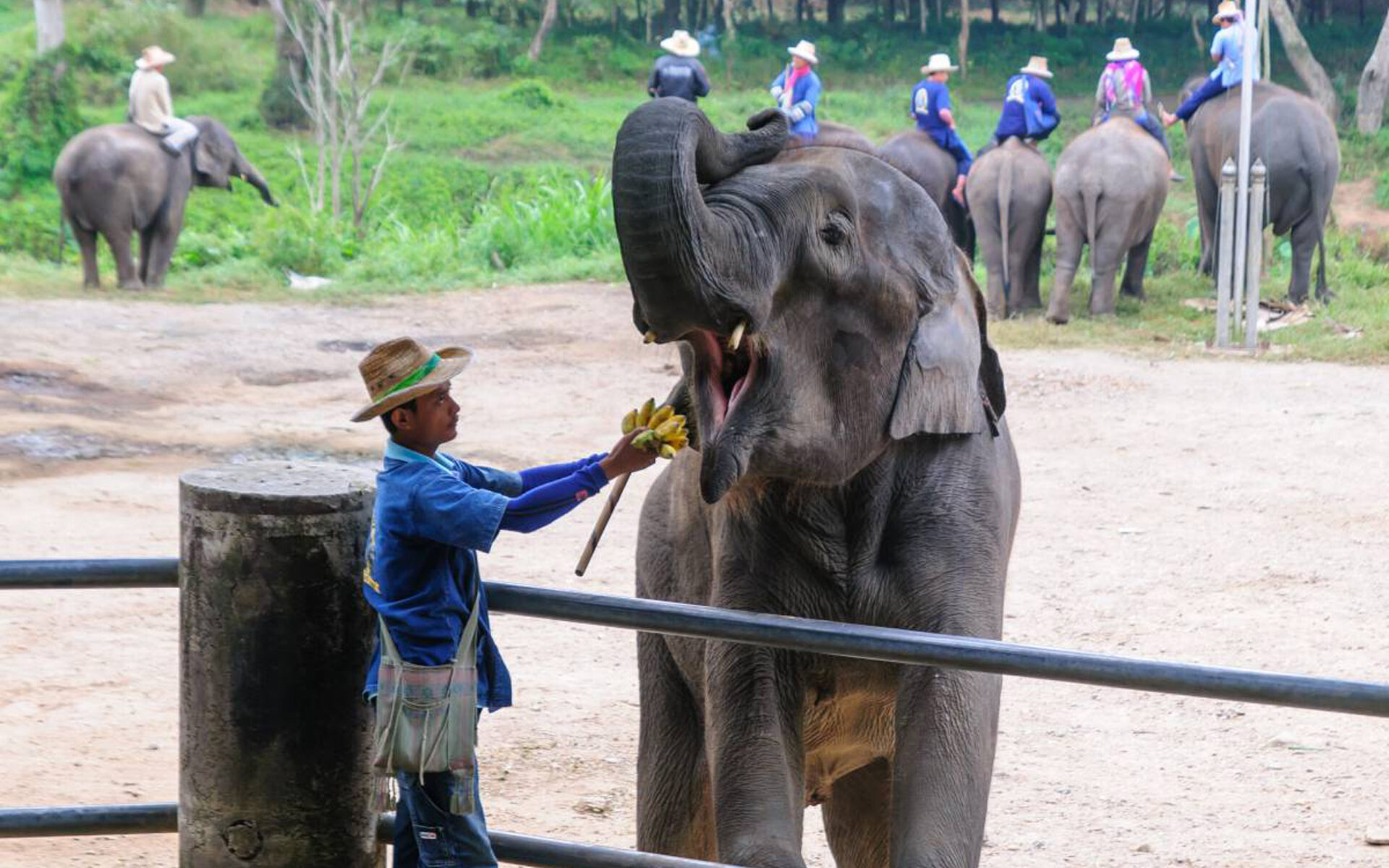 Animal Kingdom in Phuket