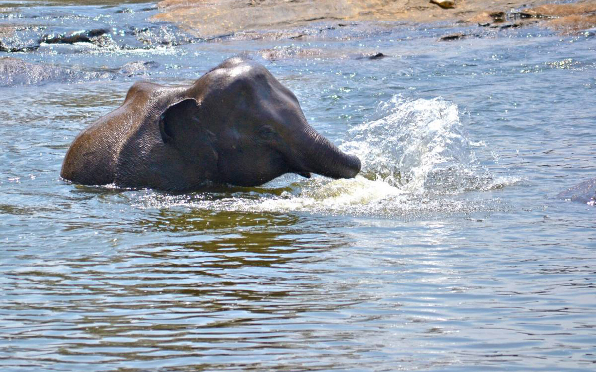 shower with elephants