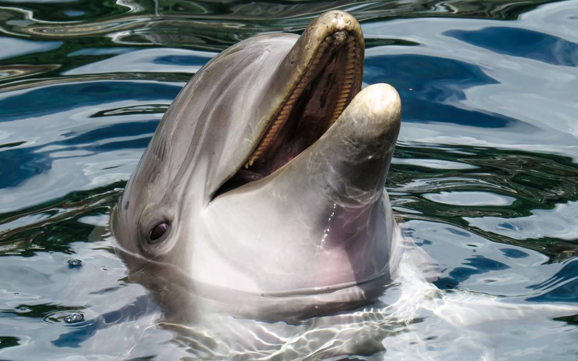 Dolphin Show in Phuket