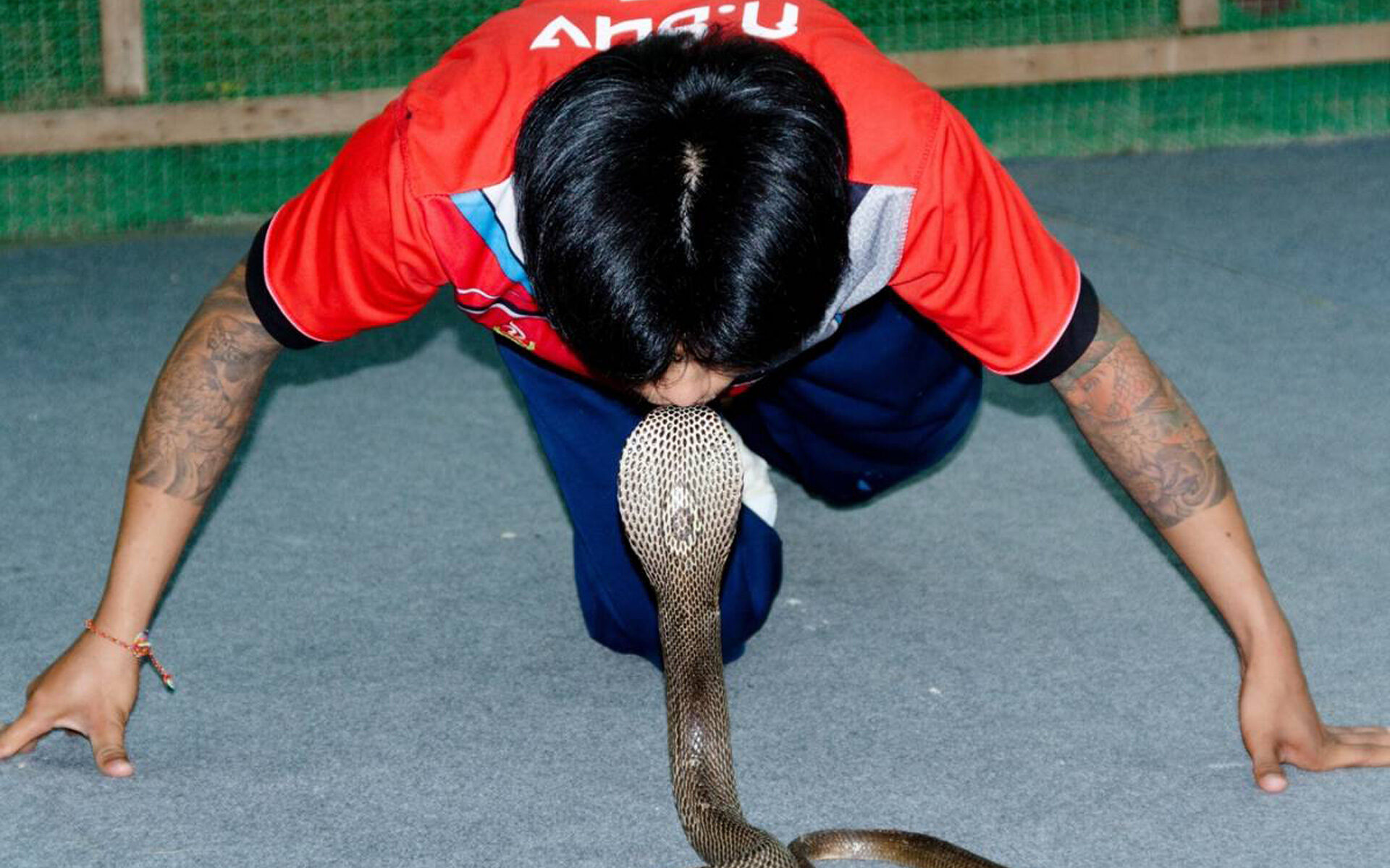 Snake Show in Phuket